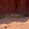 Coyote vs. Acme
