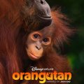 Orangutan