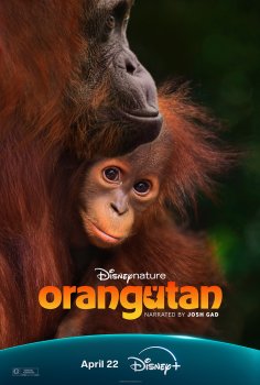 Orangutan