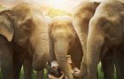 Love & Bananas: An Elephant Story Official Trailer