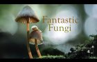 Fantastic Fungi, Official Film Trailer | Moving Art by Louie Schwartzberg