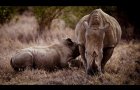 Rhino Trailer (2025) | Coming Soon to Cinemas | Narrated by Academy Award-nominee Tom Hardy