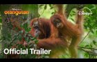 Disneynature's Orangutan | Stream On Disney+ April 22