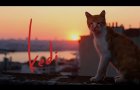 Kedi - Trailer (2017) 1080p Full HD