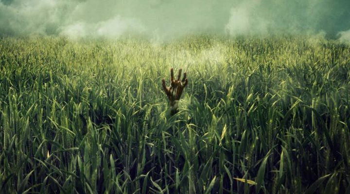 In The Tall Grass