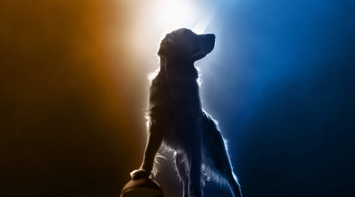 Air Bud Returns