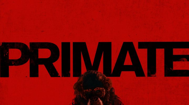 Primate