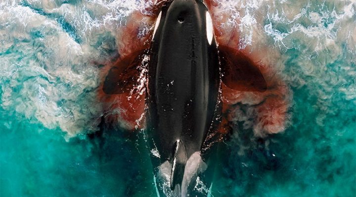 Killer Whale