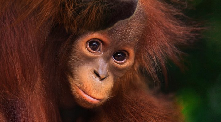 Orangutan
