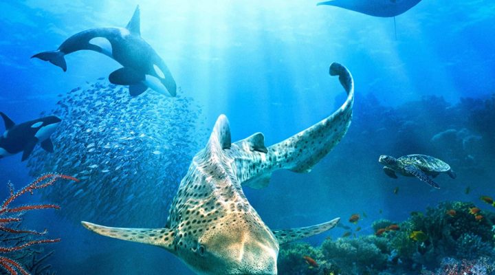 Ocean Dreams