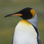 Profile picture of maba